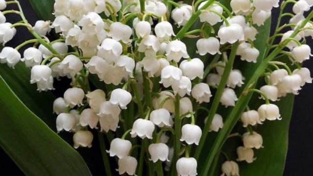 Lily of the valley flowers with instrumental harp music смотреть онлайн