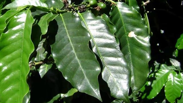 Кофейное дерево – секреты выращивания в домашних условиях. смотреть онлайн