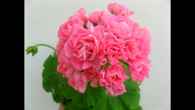 Пеларгонии розебудные в моей коллекции. Часть 1. Пеларгонии Свирской Елены. Санкт-Петербург. смотреть онлайн