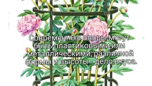 Особенности выращивания пионов смотреть онлайн