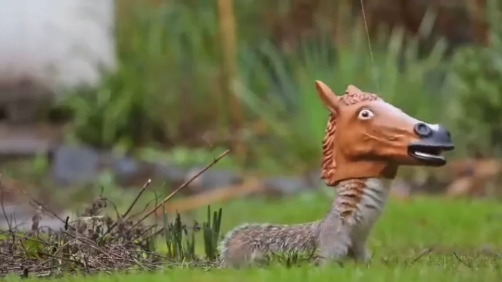 Белка и голова лошади смотреть онлайн