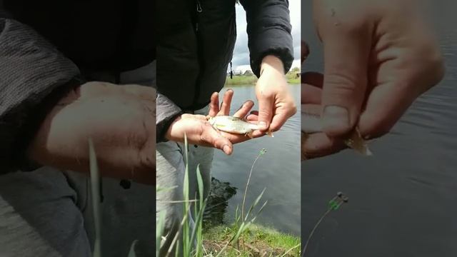 рыбалка, 19 мая 22, Удмуртия, русский вожой, ягул смотреть онлайн