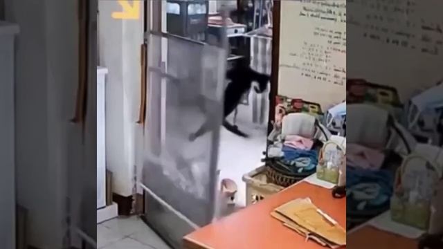 забавные котики - работает спецназ смотреть онлайн