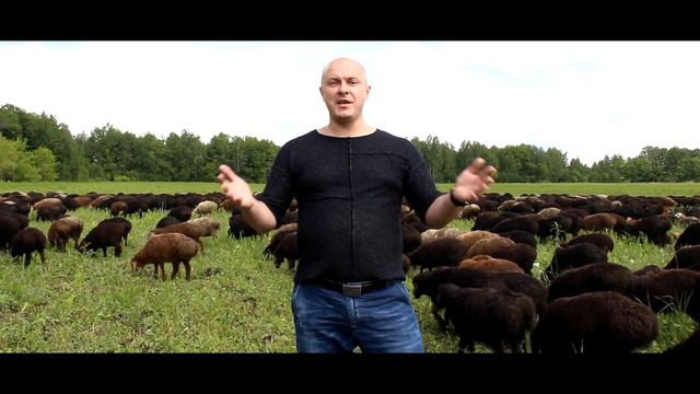 Купить овцу / барашка / барана в Московской области смотреть онлайн