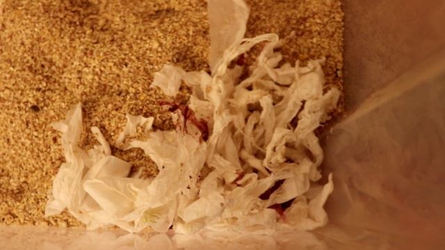 ХОМЯЧОК ВЫПАЛ ИЗ ГНЕЗДАЧТО ДЕЛАТЬ? / СИРИЙСКИМ ХОМЯЧКАМ 1 ДЕНЬ ОТ РОДУ смотреть онлайн