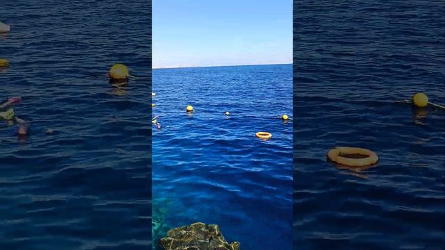 Коралловые рифы#Египет#Красное море# Palma Beach# Шарм-эль-Шейхе #подводныймир #природа смотреть онлайн