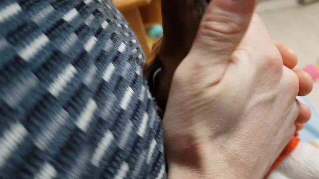 У Лаки Сломался Ноготь. Новые пятна на животе Щенок Джек Рассел терьер смотреть онлайн