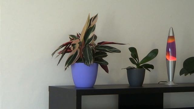 Calathea TrioStar + LavaLamp TimeLapse смотреть онлайн