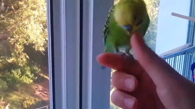 Злой попугайчик Тоша/ Бой с попугаем ) смотреть онлайн