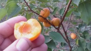 Самый поздний абрикос Фардао(apricot Fardao). Дегустация 16 сентября