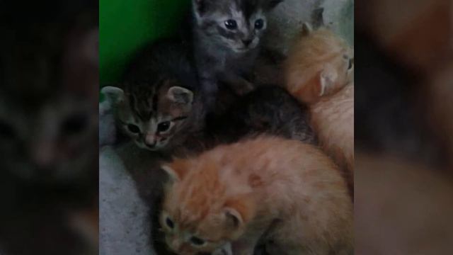 Помёт от 24 августа 2019 года смотреть онлайн