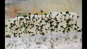 Как прорастить любые семена пошаговая инструкция. Как правильно замачивать семена?