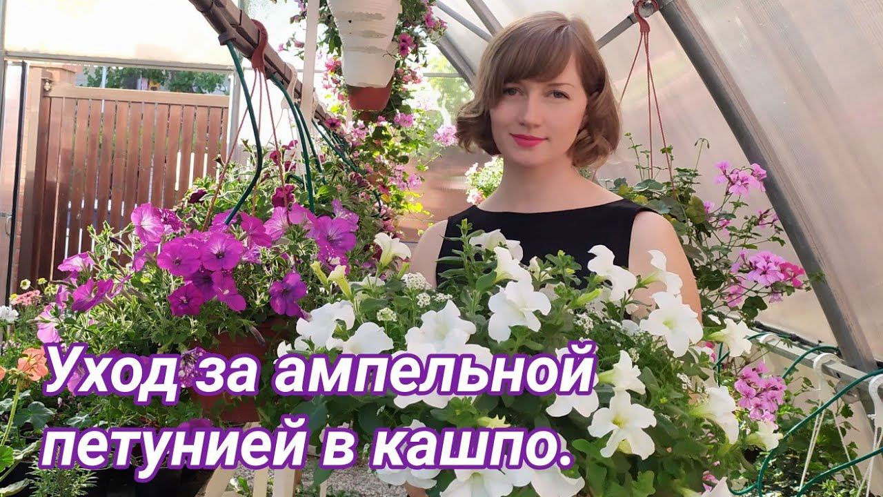 Уход за ампельной петунией в кашпо. Эксперимент года - новая схема обработок. смотреть онлайн