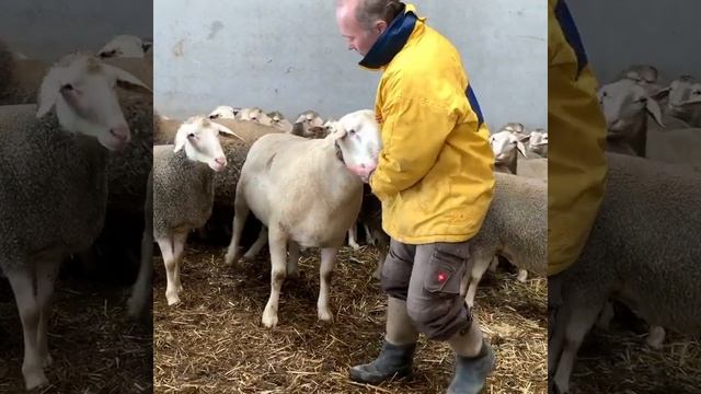 Мясные овцы и баран породы мериноланд на ферме в Австрии смотреть онлайн