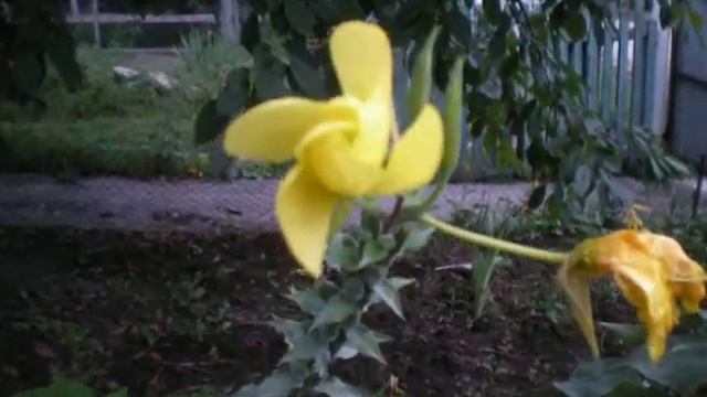 Нічна красуня розцвітає... смотреть онлайн