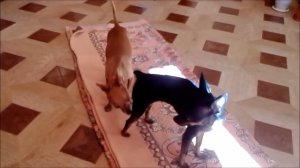 Вязка той терьеров в домашних условиях!