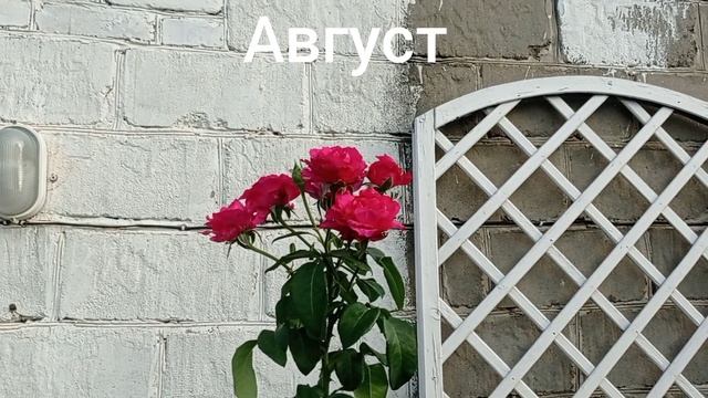 Плетистая роза "Венроза"(Высоцкого). Вспоминаем лето 2022. смотреть онлайн