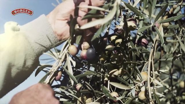 Оливковое масло Borges Extra Virgin - безупречный вкус! смотреть онлайн