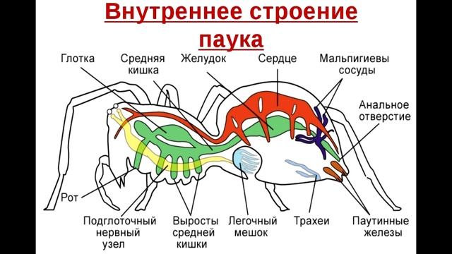 § 14 Класс Паукообразные смотреть онлайн