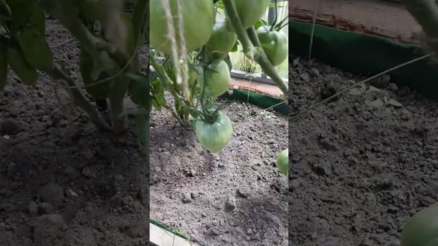 Урожайный сорт крупных томатов Вельможа смотреть онлайн