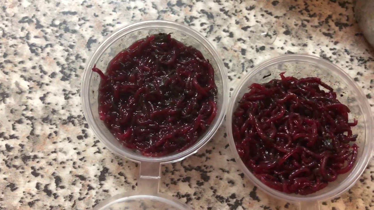 ЛУЧШИЙ СПОСОБ хранить МОТЫЛЯ ? Мотыль на крупную рыбу смотреть онлайн