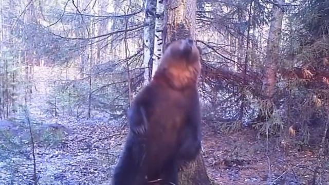 Танцующий медведь смотреть онлайн