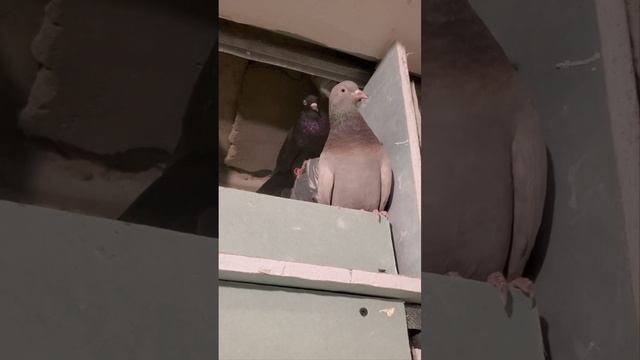 Почтовые голуби в новостройке смотреть онлайн