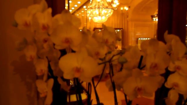 Орхоман везде найдёт! ГУМ. Орхидеи. Мороженое. смотреть онлайн