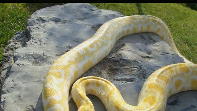 Самые большие змеи в мире ТОП 5 смотреть онлайн