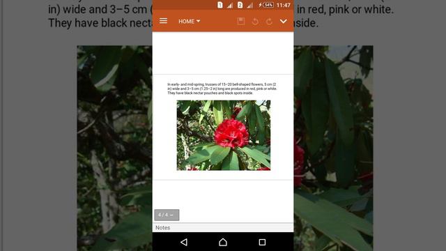 About Burans TREE Rhododendron arboretum смотреть онлайн