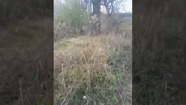 #41 Бобры грызут огромное дерево смотреть онлайн