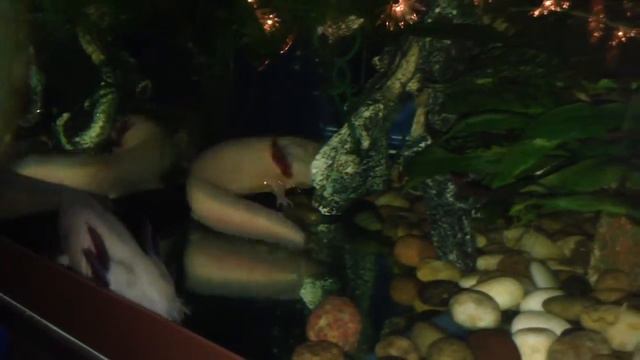 Аксолотли гулянка за гулянкой смотреть онлайн
