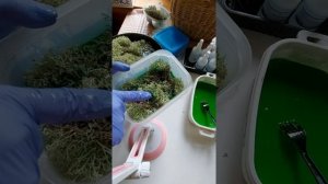 как стабилизировать мох в домашних условиях