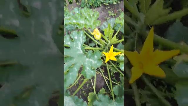 как хорошо На даче!31.07.2022 смотреть онлайн