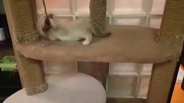 Комплекс Нью-Йорк смотреть онлайн