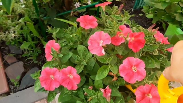 ЛАКОМСТВО ДЛЯ МОЕЙ ПЕТУНИИ. ТАКАЯ ПОДКОРМКА ДАСТ ХОРОШИЙ РОСТ И ОБИЛЬНОЕ ЦВЕТЕНИЕ. смотреть онлайн