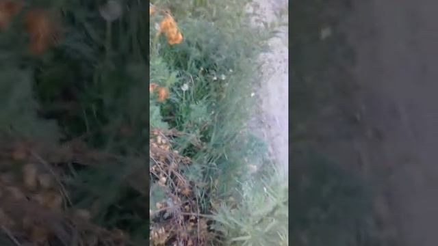 Как построить шалаш? смотреть онлайн