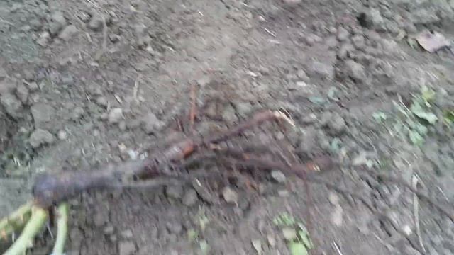 Саженцы роз купленных сегодня 21 ноября на рынке : Мunstead Wood и другие смотреть онлайн