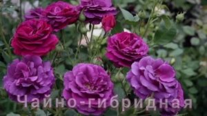 Самые ароматные розы !