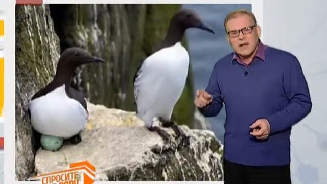 Спросите дядю Вову. Кайра смотреть онлайн