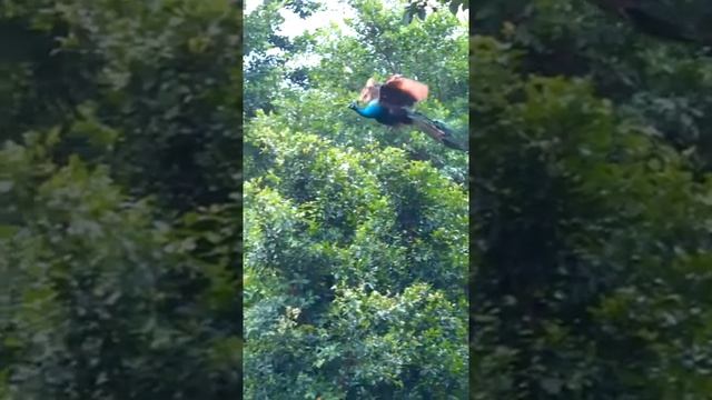 FLY PEACOC...КАК ЛЕТИТ ПАВЛИН. смотреть онлайн