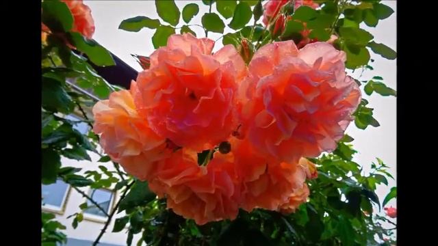 19 ноября 2021 г.(3) смотреть онлайн