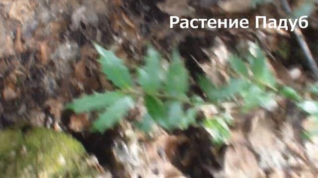 Галопом по Майкопу - видеопрогулка по Адыгеи смотреть онлайн