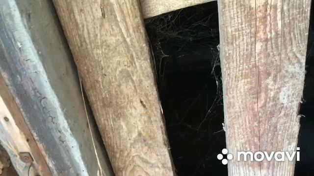 Вьетнамские свиньи нравятся , но маленькие .... Думаем о мангалице. смотреть онлайн