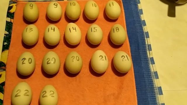 СДЕЛАЙТЕ ЭТО ОБЯЗАТЕЛЬНО ПРИ ПОДГОТОВКЕ УТИНЫХ ЯИЦ ПОДСАДНОЙ УТКИ ПЕРЕД ИНКУБАЦИЕЙ смотреть онлайн