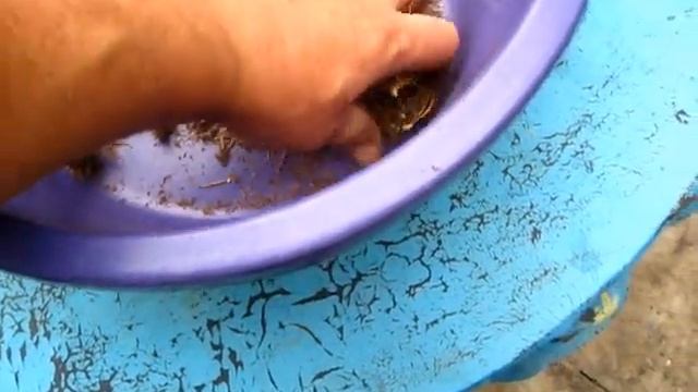 Пришла пора собрать семена моркови смотреть онлайн