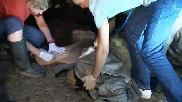 Спасение животных из зоопарка города Уссурийск смотреть онлайн