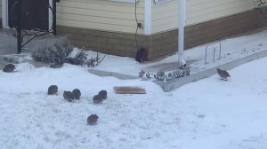 Ошибки при изготовлении силков для ловли куропаток