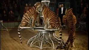 Олег Капралов - Дрессировщик/ Ап и тигры у ног моих сели