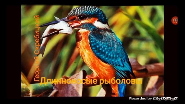 ДЛИННОНОСЫЕ РЫБОЛОВЫ ? рассказ ? аудио ? автор Георгий Скребицкий ? смотреть онлайн